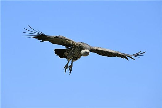 秃鹰,飞行,肯尼亚,东非