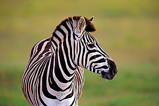 白氏斑马,斑马,成年,阿多大象国家公园,东开普省,南非,非洲