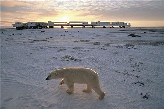 北极熊,苔原,满,游客,丘吉尔市,曼尼托巴,加拿大