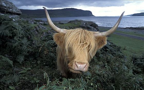 高原牛,苏格兰,英国