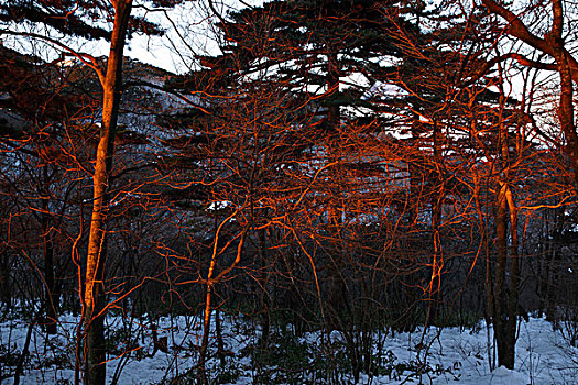 日出洒在树枝上红光
