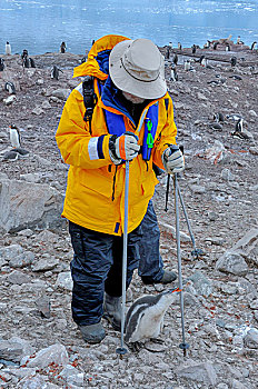 南极巴布亚企鹅金图企鹅宝宝觅食啄游客手杖