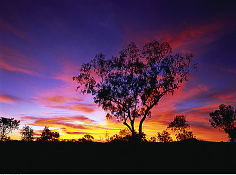 剪影,树,日落,西澳大利亚,澳大利亚