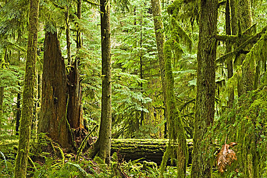 雨林,温哥华岛,不列颠哥伦比亚省,加拿大