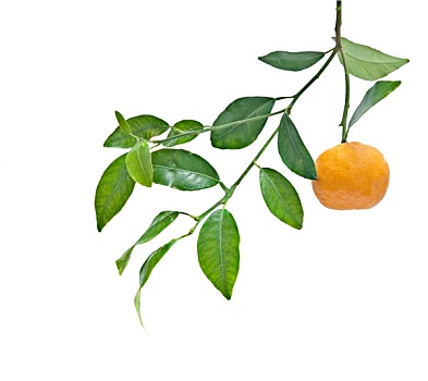 柑橘,隔绝,白色背景,背景