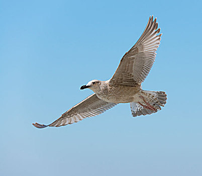 银鸥,飞行,幼小,梅克伦堡前波莫瑞州,德国,欧洲