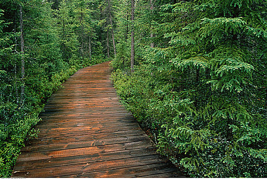 木板路,云杉,树林,阿尔冈金省立公园,安大略省,加拿大