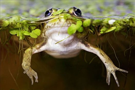可食,青蛙,虎皮蛙,石荷州,德国