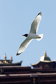 飞翔在布达拉的渔鸥