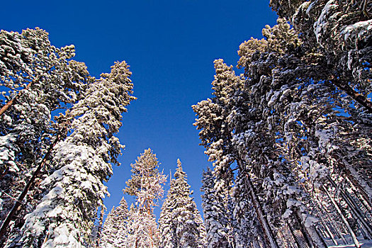 雪,常青树,蓝天,靠近,太浩湖,加利福尼亚