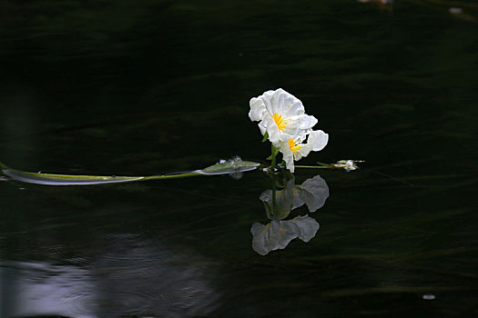 海菜花