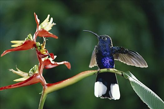 紫罗兰,蜂鸟,海里康属植物,花,蒙特维多云雾森林自然保护区,哥斯达黎加