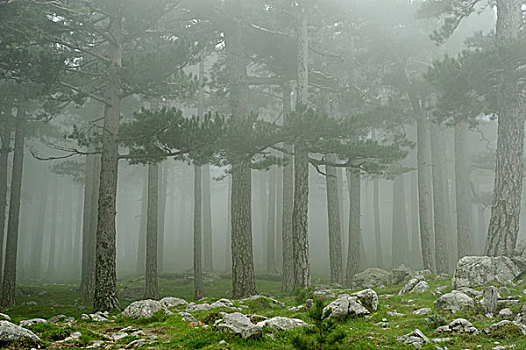 树,雾,地区性,自然公园,科西嘉岛,南科西嘉省,法国,欧洲
