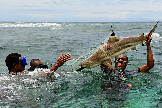 部落,渔民,叉子,礁石,鲨鱼,长鳍真鲨,乡村,巴布亚新几内亚,大洋洲