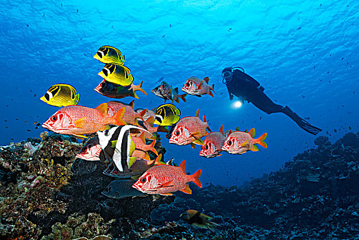 潜水,成群,马刀,红色,一起,浣熊,浣熊蝴蝶,黄色,太平洋,法属玻利尼西亚,大洋洲