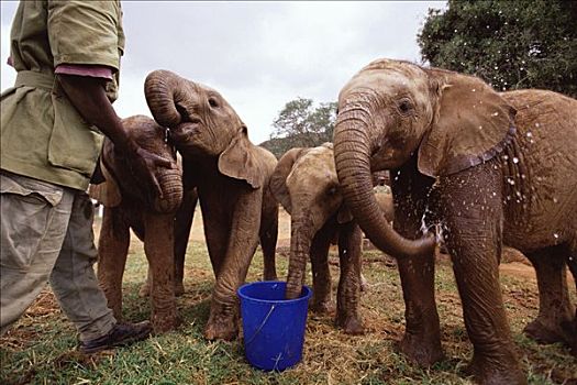 非洲象,喝,淡水,桶,东察沃国家公园,肯尼亚