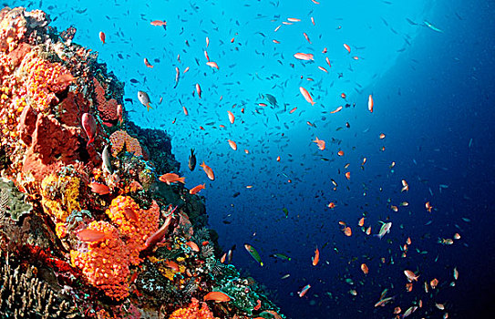 珊瑚礁,科莫多,海洋,印度尼西亚