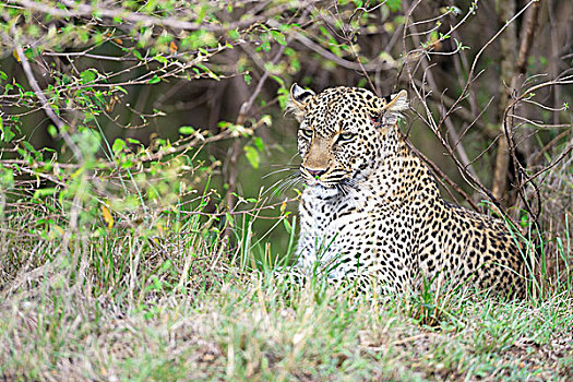 豹,卧,灌木,马赛马拉国家保护区,肯尼亚,非洲