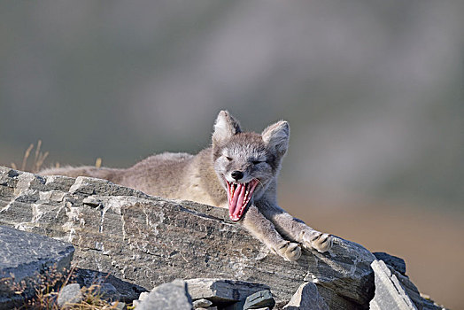 北极狐,狐属,幼兽,躺着,石头,哈欠,挪威,欧洲