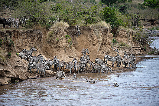 平原斑马,马,斑马,牧群,迁徙,远足,渡河,陡峭,堤岸,马拉河,马赛马拉国家保护区,肯尼亚,非洲