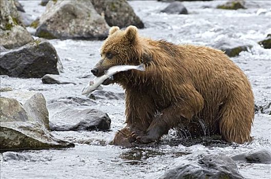 棕熊,抓住,三文鱼,堪察加半岛,俄罗斯