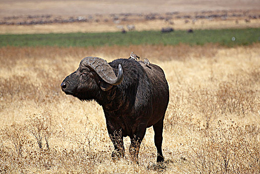 南非水牛,非洲水牛,公牛,干草,恩戈罗恩戈罗,塞伦盖蒂国家公园,坦桑尼亚,非洲