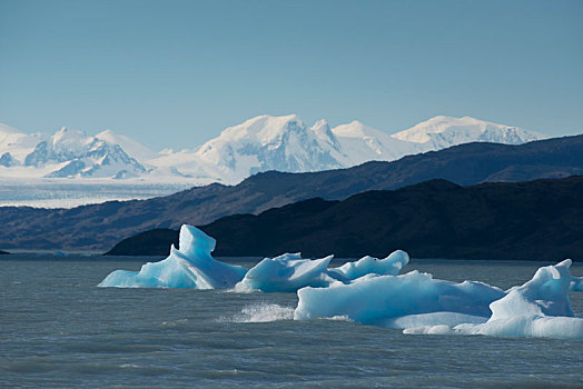 冰山,漂浮,阿根廷湖