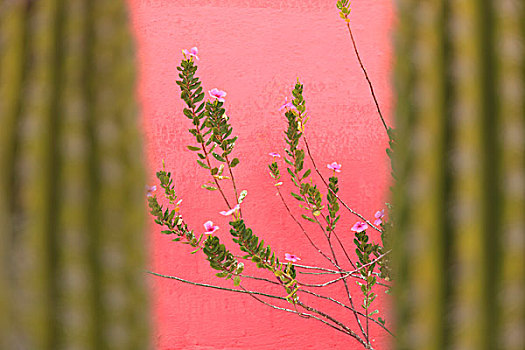 植物,小,粉色,花,户外,窗,墙壁,北下加利福尼亚州,墨西哥