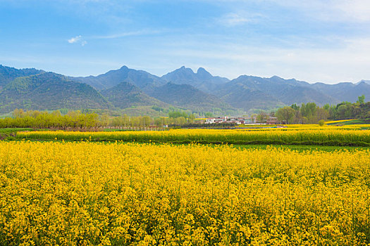 秦岭山下油菜花