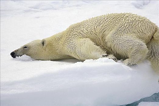 趴着休息的熊图片