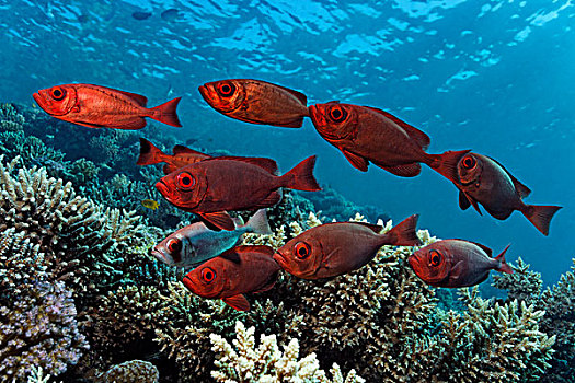 鱼群,高处,珊瑚,礁石,红色,阳光,埃及,红海,非洲