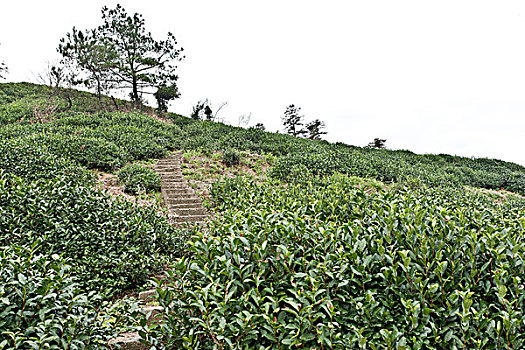 杭州径山禅茶