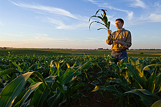 农业,年轻,农民,生长,玉米作物,地点,晚霞,爱荷华,美国