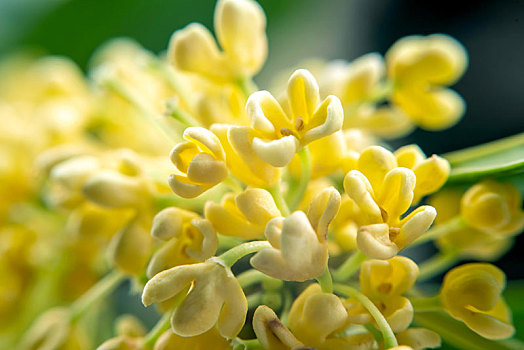 桂花的特写