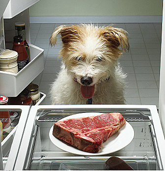 狗,站立,打开,电冰箱,看,肉排,盘子
