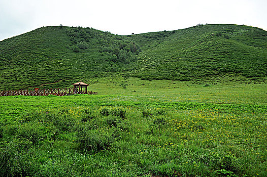 河北承德坝上,国家一道风景大道,夏日风景