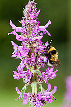 大黄蜂,紫色,坎布里亚,英格兰,欧洲