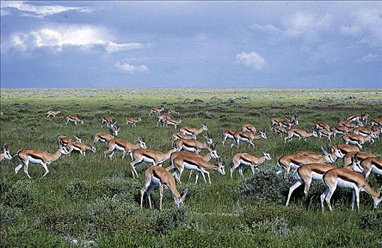 瞪羚,跳羚,哺乳动物,埃托沙国家公园,纳米比亚,非洲,动物