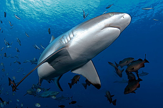 灰礁鲨,黑尾真鲨,围绕,小,珊瑚鱼,雅浦岛,密克罗尼西亚,大洋洲