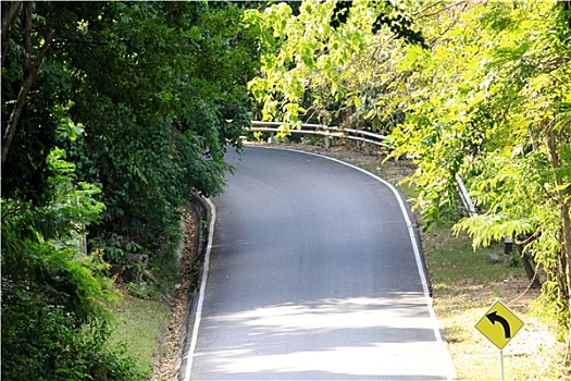 道路,树林