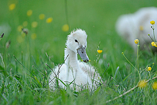 哑天鹅,疣鼻天鹅,鸡,在草甸,巴伐利亚,德国
