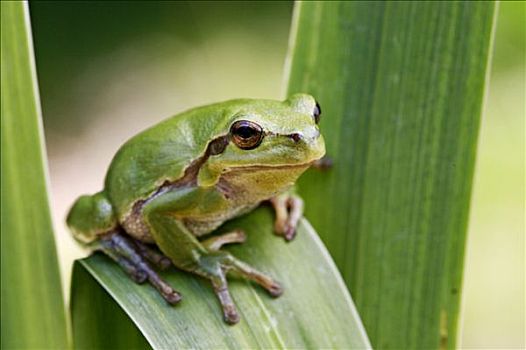普通树蛙,无斑雨蛙,岛,梅克伦堡,西部,波美拉尼亚,德国