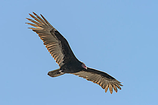 梅里特岛,国家野生动植物保护区,佛罗里达,飞,美洲鹫,红头美洲鹫