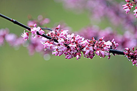 加拿大紫荆花