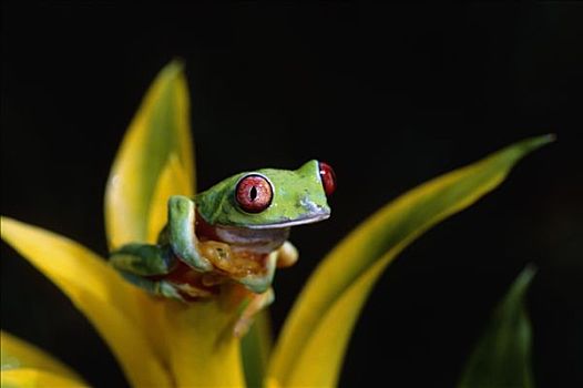 红眼树蛙,叶子,哥斯达黎加,夏天