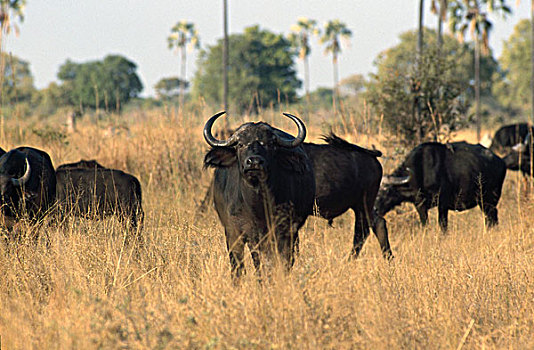 牧群,非洲,水牛,放牧,土地,万基国家公园,津巴布韦,非洲水牛
