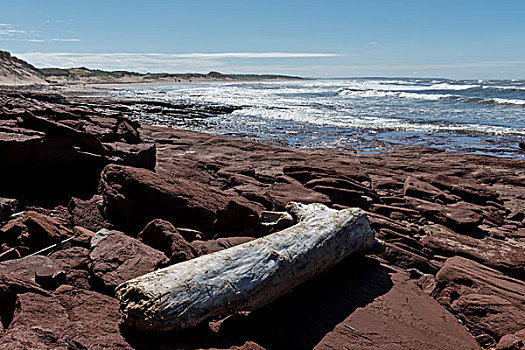 浮木,岩石,海滩,绿色,山墙,爱德华王子岛,国家公园,加拿大