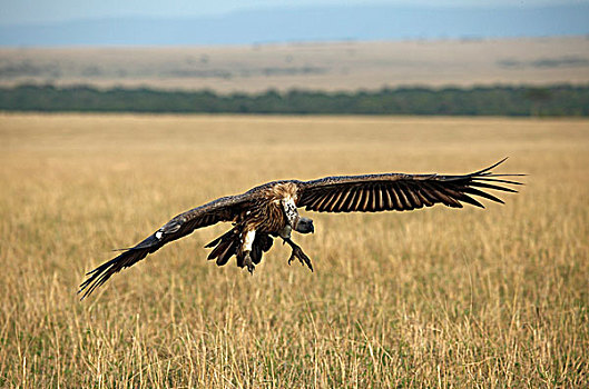 秃鹰,降落,马赛马拉,肯尼亚,非洲