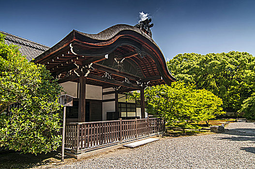 庙宇,宫殿,花园,巨大,老,樟树,树,京都,日本