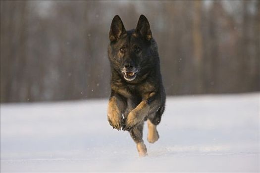 阿尔萨斯狼狗,雪中